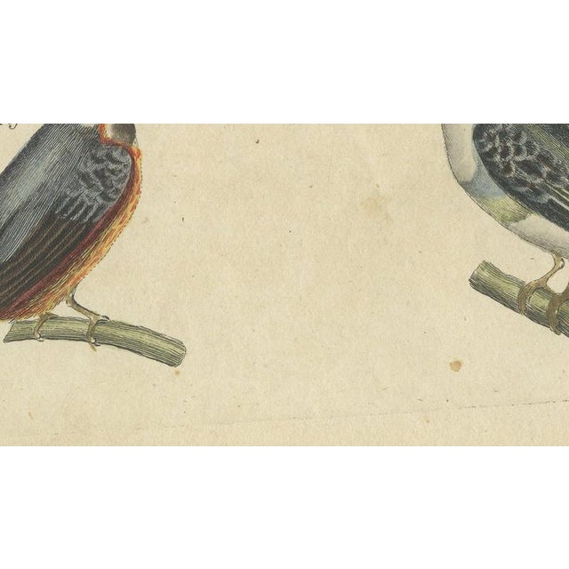 19th Century Bertuch, Four Kingfishers on Branches, 1818, Print For Sale - Image 5 of 12