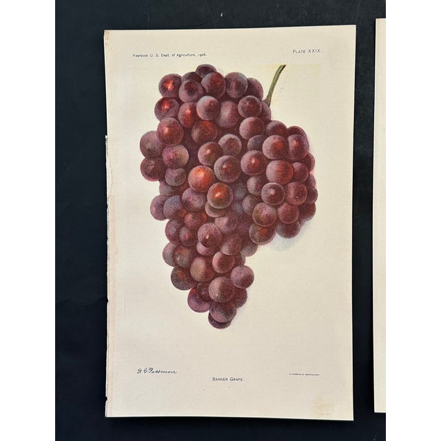 Farmhouse Antique Botanical Art Prints Lot of 8 For Sale - Image 3 of 10