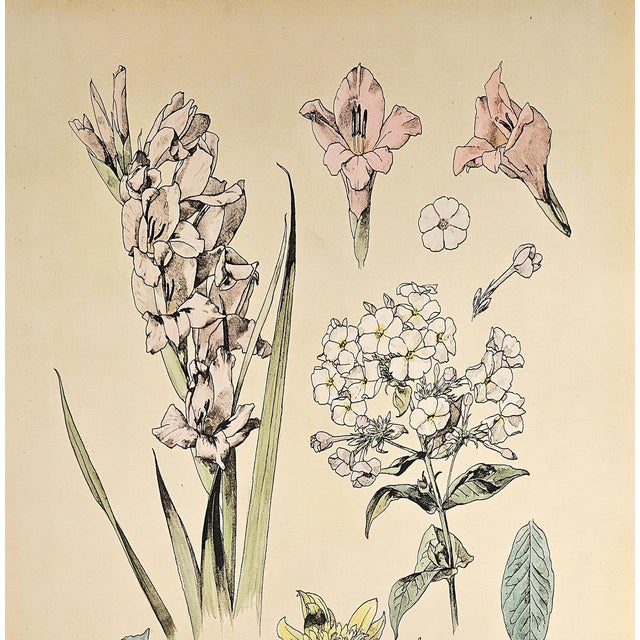 This is a LARGE RARE hand-colored antique botanical chromolithograph that dates to c1880. This is one of a small grouping...