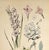 This is a LARGE RARE hand-colored antique botanical chromolithograph that dates to c1880. This is one of a small grouping...
