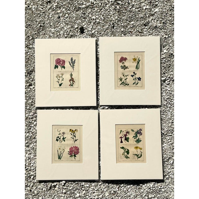 Vintage Regency Original Botanical Prints - Set of Four For Sale In West Palm - Image 6 of 12