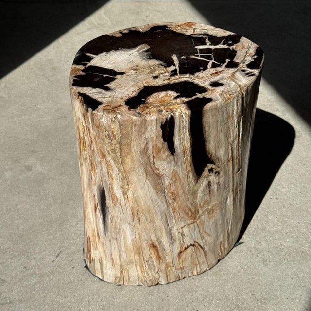 Side Table in Petrified Wood with Black Spots, 1980s For Sale - Image 9 of 18