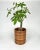 1960s Italian Rattan and Bamboo Round Basket Plant Holder Vase, 1960s For Sale - Image 5 of 14