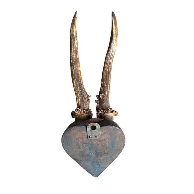 1900 - 1909 Early 1900s Roe Deer Trophy Rd139 Black Forest Antlers For Sale - Image 5 of 5
