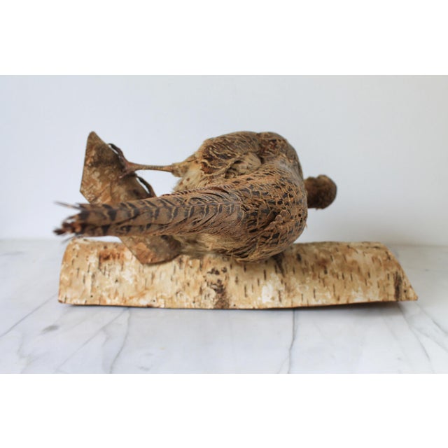 Vintage taxidermy ringneck pheasant mounted on birchwood. No makers mark. Ready to hang. Some age wear. Missing one eye.