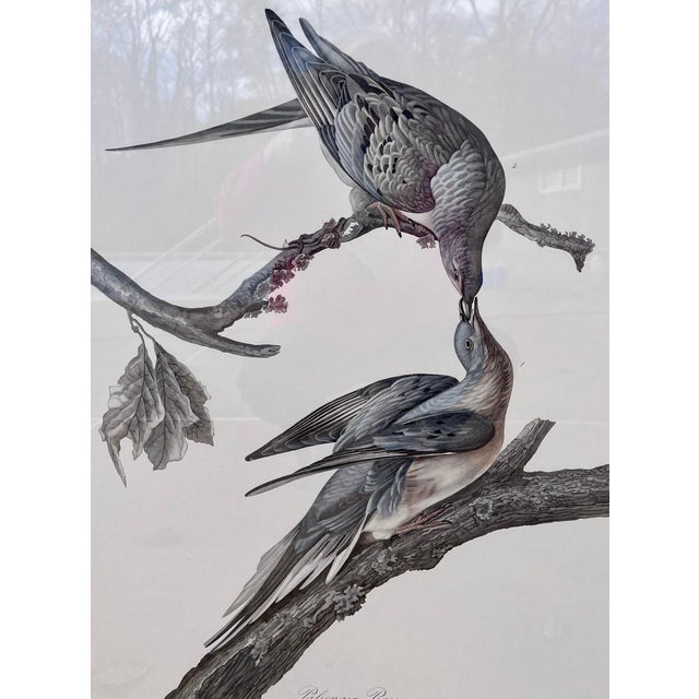1960s XLarge 35"h Reproduction Prints of Audubon "Birds of America" Engravings by R. Havell -Set of 2 For Sale - Image 9 of 17