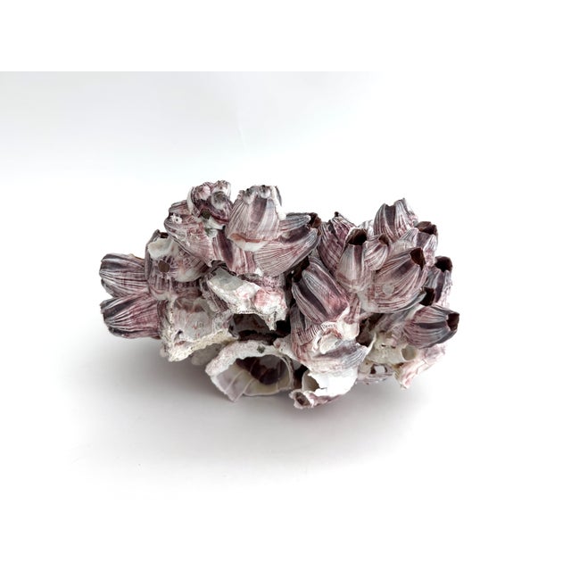 Late 20th Century Natural Barnacles Cluster For Sale - Image 5 of 7