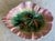 Late 19th Century Griffin Smith & Hill Etruscan Begonia Leaf Dish, C. 1880's For Sale - Image 5 of 8
