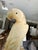 Pair Italian Alabaster Parrot Bird Sculptures - Mid Century For Sale - Image 12 of 18