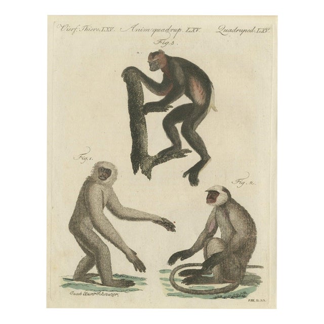 Bertuch, Gibbon and Monkeys, 1805, Print For Sale