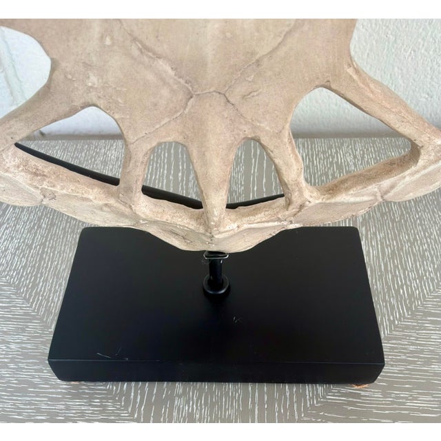 Stylish Wildwood Organic Modern Sulcata Turtle Sculpture, black iron head, showroom floor sample