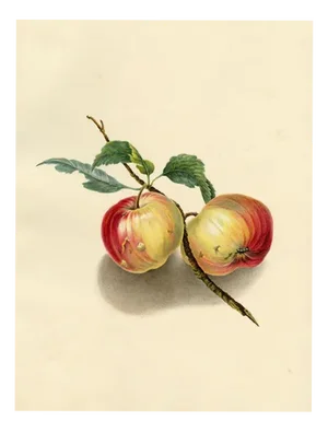 Louisa Hare, A Pair of English Apples, 1832, Watercolour
