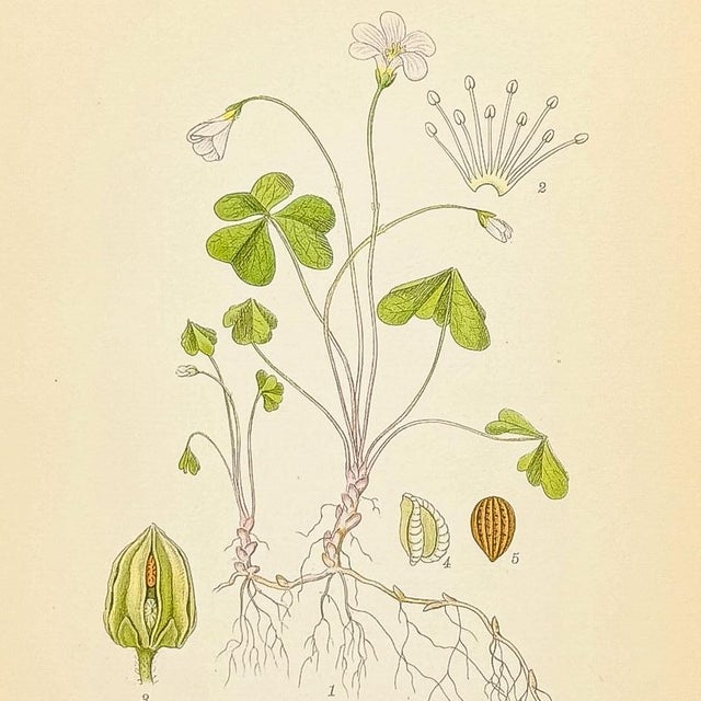 Mid-Century Modern Nordens Flora Wood Sorrel Chromolithograph | Antique Swedish Botanical Print, C. A. M. Lindman For Sale - Image 3 of 3