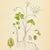 Mid-Century Modern Nordens Flora Wood Sorrel Chromolithograph | Antique Swedish Botanical Print, C. A. M. Lindman For Sale - Image 3 of 3