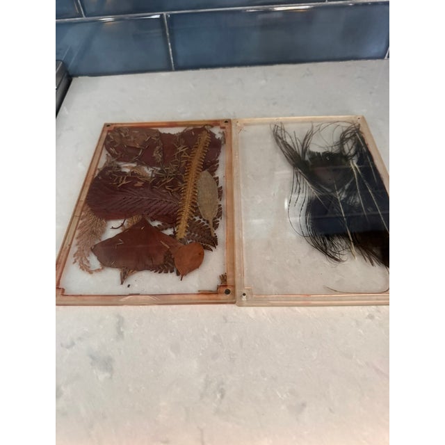 Plastic Vintage Lucite Scientific Display Case Seed Collection + Specimen Tray Notes For Sale - Image 7 of 17