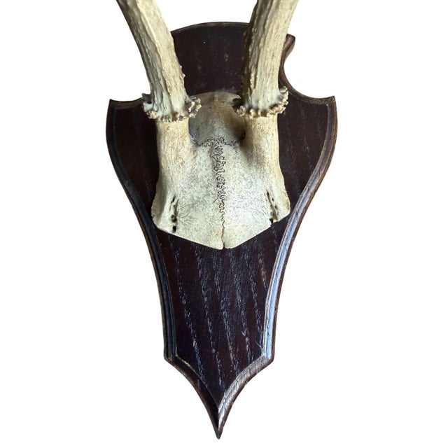 Roe Deer Trophy 142 Black Forest Antlers For Sale - Image 4 of 5