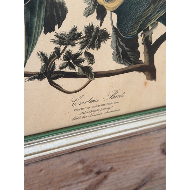 John James Audubon Framed Audubon Carolina Parrot Reproduction in Antique Painted Frame For Sale - Image 4 of 12