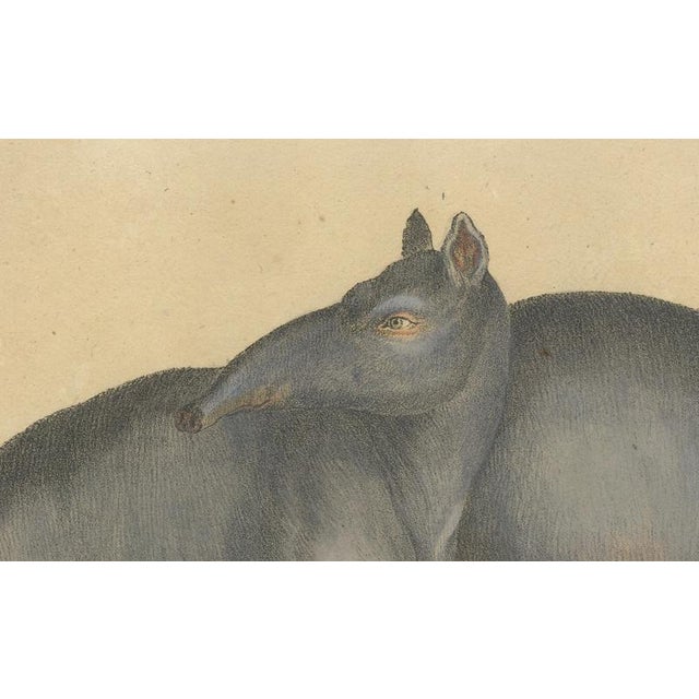 Karl Joseph Brodtmann, Tapir Family with Juvenile in Tropical Wetland, 1816, Lithograph For Sale - Image 6 of 10