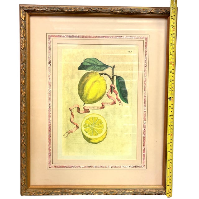 Wood Vintage Framed “Limon Sbardonius” Lemon Citrus Botanical Print After Giovanni Battista Ferrari For Sale - Image 7 of 11
