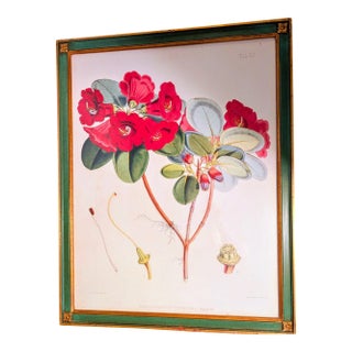 Antique 1849 Sir j.d. Hooker "Rhododendron Thomsoni" Hand-Colored Folio Lithograph For Sale