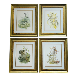 1950s Vintage J Lockhart Bird Prints in Golden Framed- Set of 4