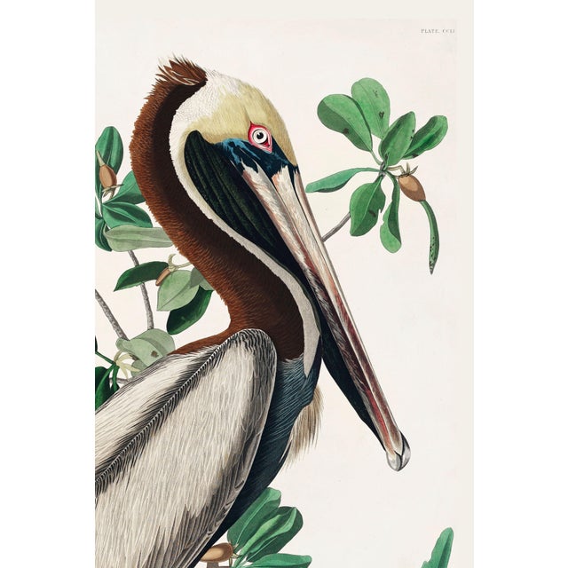 John James Audubon Brown Pelican by Audubon, Vintage Art Print Reproduction, 40" X 60" For Sale - Image 4 of 12