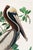John James Audubon Brown Pelican by Audubon, Vintage Art Print Reproduction, 40" X 60" For Sale - Image 4 of 12
