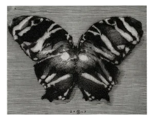 Krzysztof Skórczewski, Paradisiac Butterfly, Copperplate Etching on Paper, 2007
