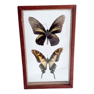 Vintage Mid-Century Framed Buttefrly Specimen Art, 1960s For Sale