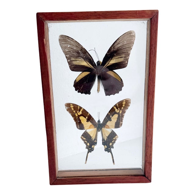Vintage Mid-Century Framed Buttefrly Specimen Art, 1960s For Sale
