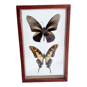 Vintage Mid-Century Framed Buttefrly Specimen Art, 1960s