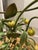 Florentine Painted Tole Lemon Tree Side Table, Italy, 1970s For Sale - Image 13 of 17