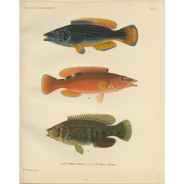 Late 19th Century Wilhelm von Wright, Wrasse Duo and Corkwing, 1895, Print For Sale - Image 5 of 5