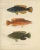 Late 19th Century Wilhelm von Wright, Wrasse Duo and Corkwing, 1895, Print For Sale - Image 5 of 5