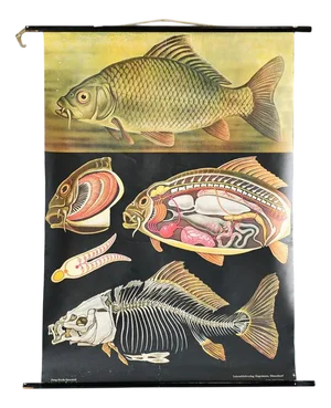 Wall Chart of the Fish by Jung Koch Quentell, 1960s