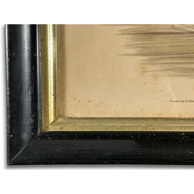 Printmaking Materials After John Gould (1804-1881), Pair of Framed Antique Lithographs, Borghese Gallery For Sale - Image 7 of 15