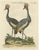 Johann Seligmann, Crested African Crane, 1770, Hand-Colored Engraving For Sale - Image 10 of 10
