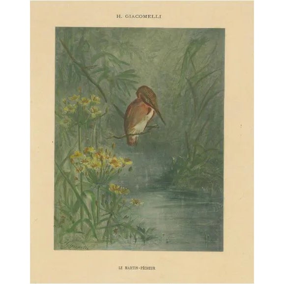 Giacomelli, Kingfisher by the Water's Edge, 1891, Print For Sale