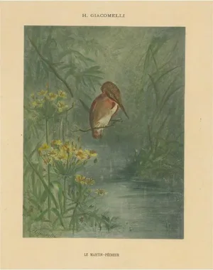 Giacomelli, Kingfisher by the Water's Edge, 1891, Print