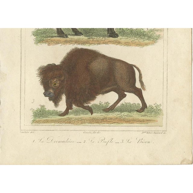 Early 19th Century Buffon Dromedary Camel, Buffalo & Bison, 1835, Engraving For Sale - Image 5 of 10