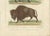 Early 19th Century Buffon Dromedary Camel, Buffalo & Bison, 1835, Engraving For Sale - Image 5 of 10