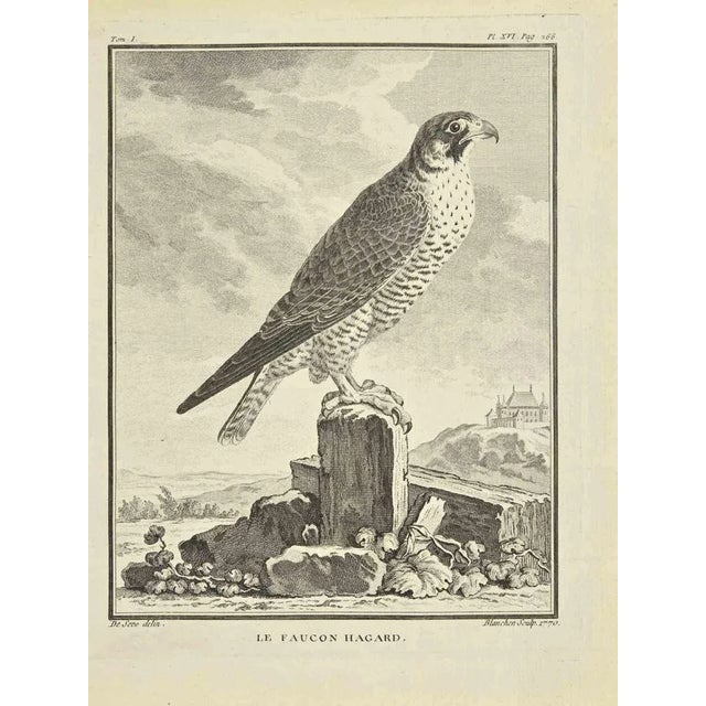 The haggard hawk is an etching realized in 1771 by Jacques Blanchon. Signed in flat. The Artwork Belongs to the Suite...