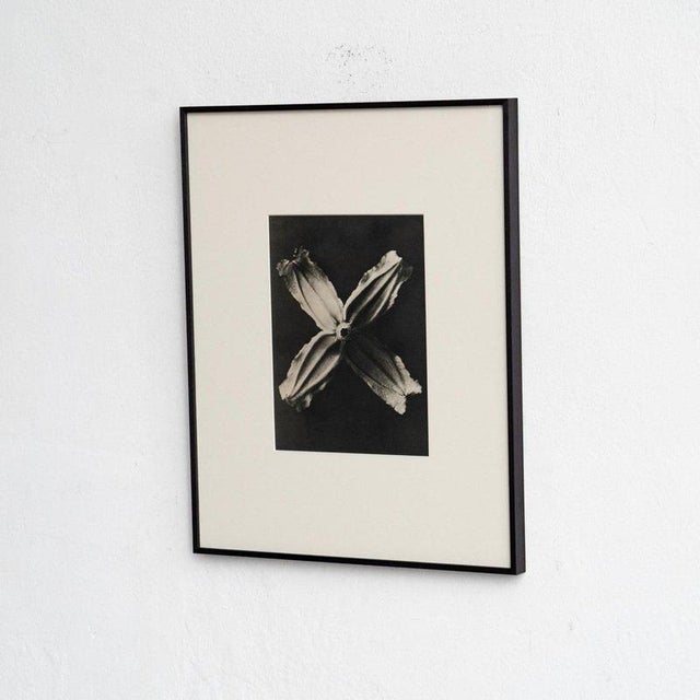 Modern Karl Blossfeldt, Natural Grace, 1942, Photogravure, Framed For Sale - Image 3 of 13