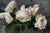 "Roses III" is an oil on panel painting by Jon Doran, completed in 2026. Several open white roses fill this small...