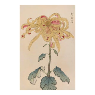 Golden Spider Chrysanthemum by Hasegawa Japanese Botanical Art Print, 40" X 60" For Sale