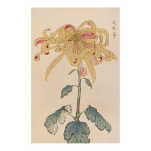Golden Spider Chrysanthemum by Hasegawa Japanese Botanical Art Print, 40" X 60"