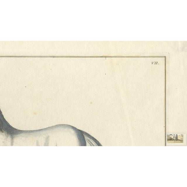 Paper Baron Eisenberg, L'Arabe, 1727, Engraving For Sale - Image 7 of 11