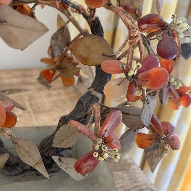 Chinese Jade Tree Chairish