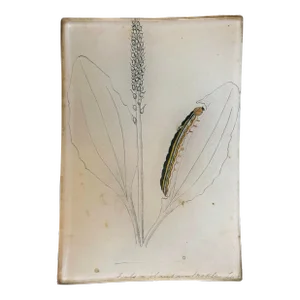 Vintage John Derian Decoupage Glass Tray With Caterpillar