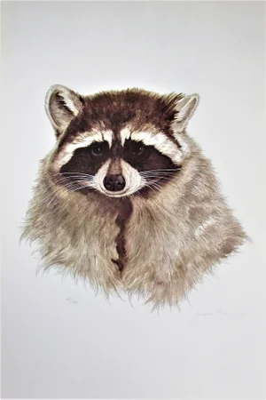 Jacquie Marie Vaux, Racoon, Circa 1990